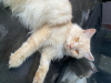 Persian cat
